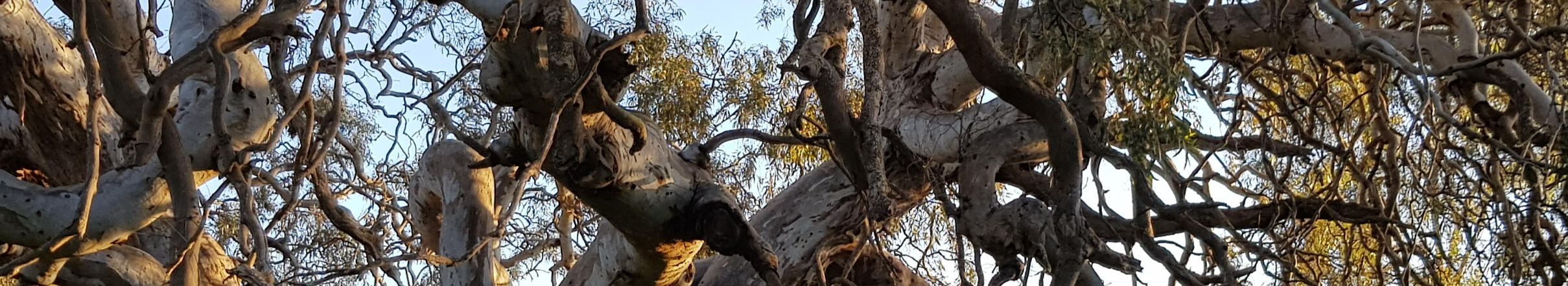 Gnarly Tree